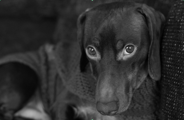 greyscale